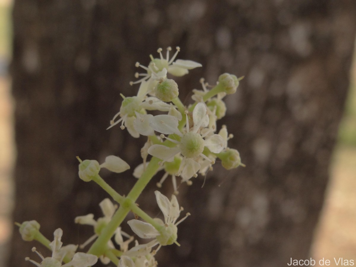 Chloroxylon swietenia DC.